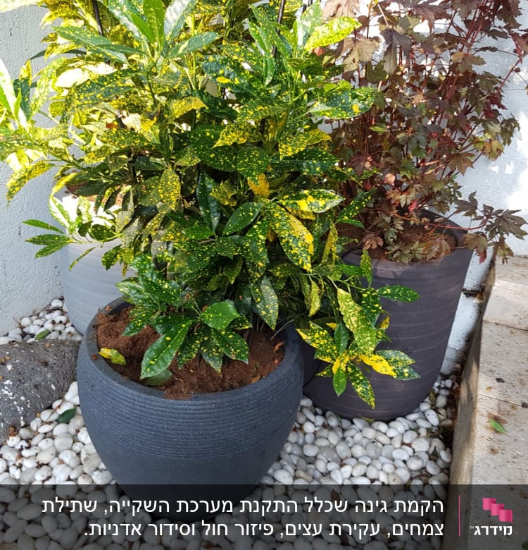 עציצים עם צמחים ירוקים ואדומים על חצץ לבן